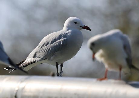 Gaviota de Audouin con la anilla CFW7 Gaviota de Audouin con la anilla CFW7