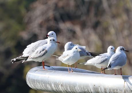Gaviota de Audouin con la anilla CFW7 Gaviota de Audouin con la anilla CFW7