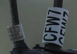 Gaviota de Audouin con la anilla CFW7 Gaviota de Audouin con la anilla CFW7