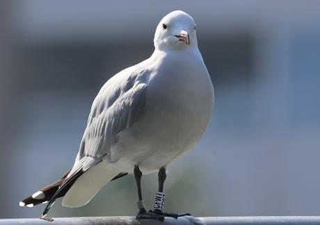 Gaviota de Audouin con la anilla CFW7 Gaviota de Audouin con la anilla CFW7