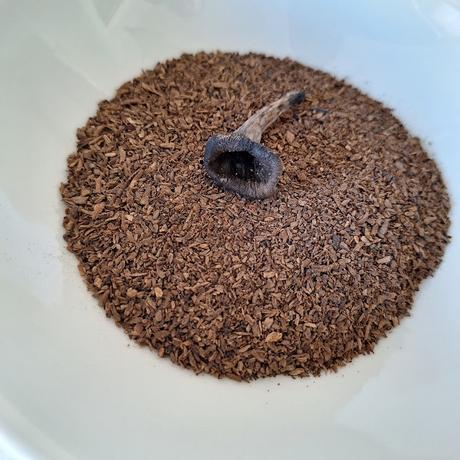 Trompetas de la muerte en polvo Trompetas de la muerte en polvo