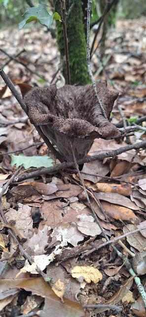 Trompetas de la muerte en polvo Trompetas de la muerte en polvo