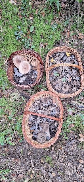 Trompetas de la muerte en polvo Trompetas de la muerte en polvo