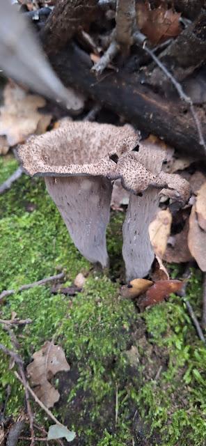 Trompetas de la muerte en polvo Trompetas de la muerte en polvo