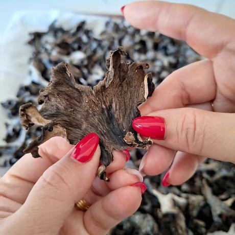 Trompetas de la muerte en polvo Trompetas de la muerte en polvo