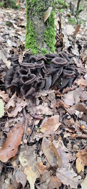 Trompetas de la muerte en polvo Trompetas de la muerte en polvo