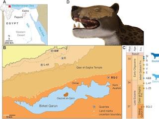 Descubrieron en Egipto a un temible depredador prehistórico que vivió hace 30 millones de años Descubrieron en Egipto a un temible depredador prehistórico que vivió hace 30 millones de años