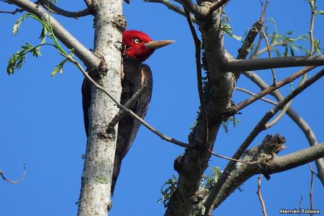 Carpintero lomo blanco (Campephilus leucopogon)