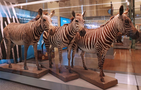 museo de ciencias naturales