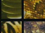 Tesis Arsis Estado Alerta Máximo (2005)