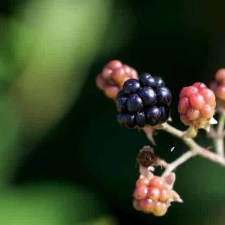 Guía Completa para Cultivar Frutos Rojos en Macetas Guía Completa para Cultivar Frutos Rojos en Macetas