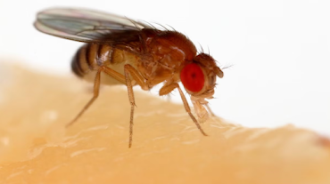 Científicos modifican genéticamente organismos para disminuir la presencia de toxinas ambientales en el ecosistema