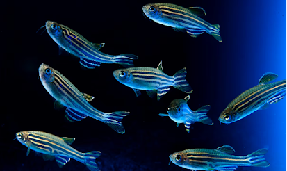 Científicos modifican genéticamente organismos para disminuir la presencia de toxinas ambientales en el ecosistema