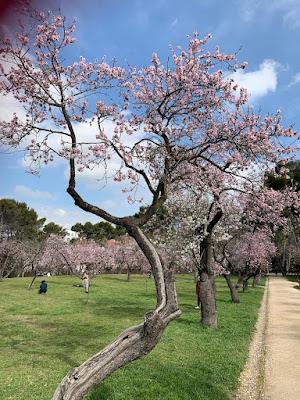 Los almendros florecen
