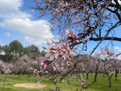 Los almendros florecen