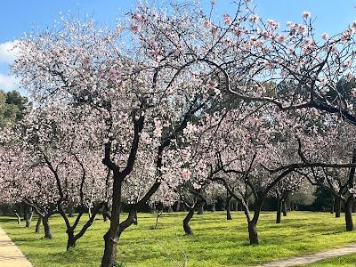 Los almendros florecen