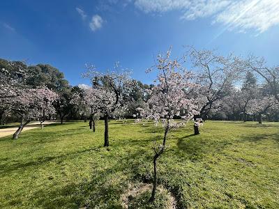 Los almendros florecen