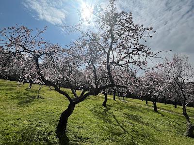 Los almendros florecen