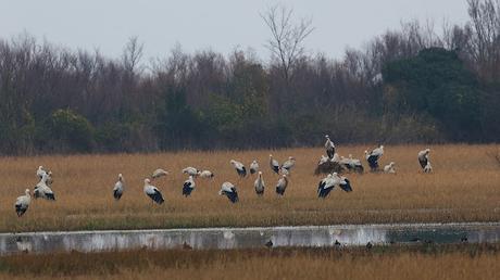 Cigüeñas A1N02 DER, AEJ71 DER, 5V064 DEW Cigüeñas A1N02 DER, AEJ71 DER, 5V064 DEW