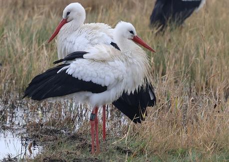 Cigüeñas A1N02 DER, AEJ71 DER, 5V064 DEW Cigüeñas A1N02 DER, AEJ71 DER, 5V064 DEW