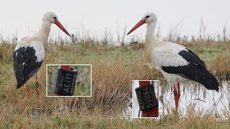 Cigüeñas A1N02 DER, AEJ71 DER, 5V064 DEW Cigüeñas A1N02 DER, AEJ71 DER, 5V064 DEW