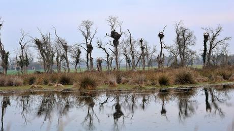Cigüeñas A1N02 DER, AEJ71 DER, 5V064 DEW Cigüeñas A1N02 DER, AEJ71 DER, 5V064 DEW