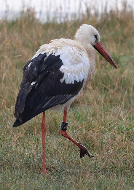 Cigüeñas A1N02 DER, AEJ71 DER, 5V064 DEW Cigüeñas A1N02 DER, AEJ71 DER, 5V064 DEW