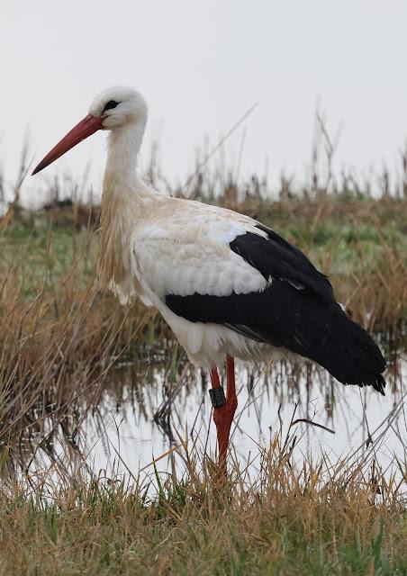 Cigüeñas A1N02 DER, AEJ71 DER, 5V064 DEW Cigüeñas A1N02 DER, AEJ71 DER, 5V064 DEW