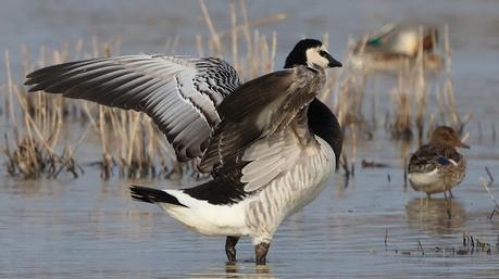 Una Barnacla cariblanca en los Aiguamolls de l’Empordà Una Barnacla cariblanca en los Aiguamolls de l’Empordà