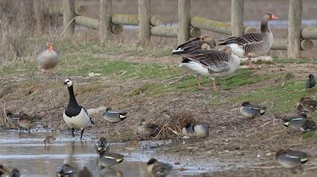 Una Barnacla cariblanca en los Aiguamolls de l’Empordà Una Barnacla cariblanca en los Aiguamolls de l’Empordà
