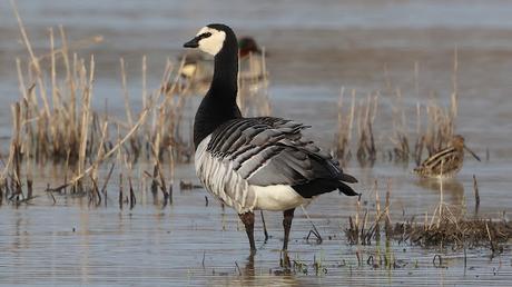 Una Barnacla cariblanca en los Aiguamolls de l’Empordà Una Barnacla cariblanca en los Aiguamolls de l’Empordà