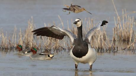 Una Barnacla cariblanca en los Aiguamolls de l’Empordà Una Barnacla cariblanca en los Aiguamolls de l’Empordà