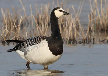 Una Barnacla cariblanca en los Aiguamolls de l’Empordà Una Barnacla cariblanca en los Aiguamolls de l’Empordà
