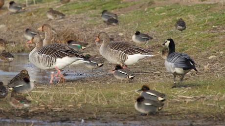 Una Barnacla cariblanca en los Aiguamolls de l’Empordà Una Barnacla cariblanca en los Aiguamolls de l’Empordà