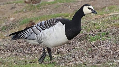 Una Barnacla cariblanca en los Aiguamolls de l’Empordà Una Barnacla cariblanca en los Aiguamolls de l’Empordà