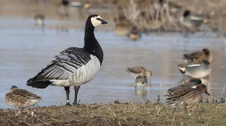 Una Barnacla cariblanca en los Aiguamolls de l’Empordà Una Barnacla cariblanca en los Aiguamolls de l’Empordà
