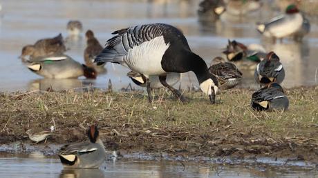 Una Barnacla cariblanca en los Aiguamolls de l’Empordà Una Barnacla cariblanca en los Aiguamolls de l’Empordà