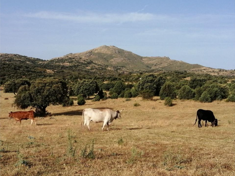 Noticia enviada por Guillermo Flores González Ganadería extensiva y fauna silvestre: una coexistencia posible en la Sierra de Madrid