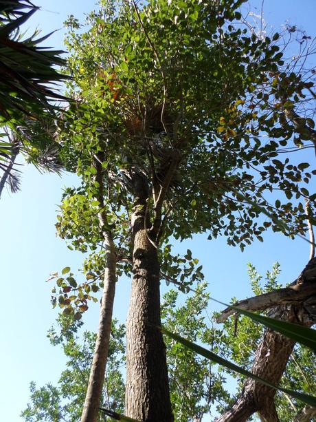 La verdad tras la leyenda de los árboles mayas chechén y chaká