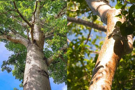 La verdad tras la leyenda de los árboles mayas chechén y chaká