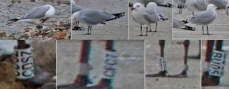 Gaviotas de Audouin CDSZ, CFC7, CDDJ, y BU05 en Sant Adrià de Besòs Gaviotas de Audouin CDSZ, CFC7, CDDJ, y BU05 en Sant Adrià de Besòs