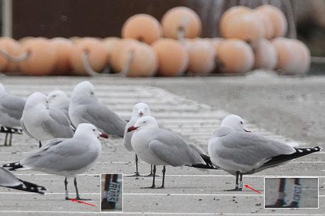 Gaviotas de Audouin CDSZ, CFC7, CDDJ, y BU05 en Sant Adrià de Besòs Gaviotas de Audouin CDSZ, CFC7, CDDJ, y BU05 en Sant Adrià de Besòs