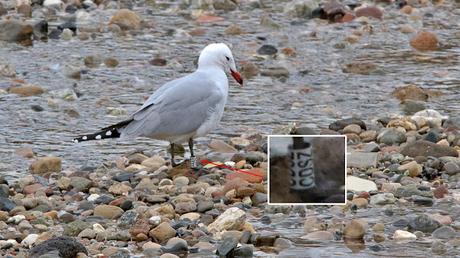 Gaviotas de Audouin CDSZ, CFC7, CDDJ, y BU05 en Sant Adrià de Besòs Gaviotas de Audouin CDSZ, CFC7, CDDJ, y BU05 en Sant Adrià de Besòs