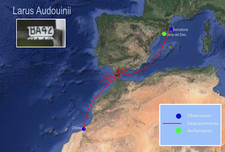 La Gaviota de Audouin BA42  Una Viajera Incansable