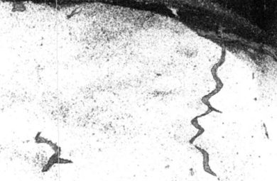 Las criaturas de las profundidades del océano crean sus propios mundos bajo el fondo, según los científicos Las criaturas de las profundidades del océano crean sus propios mundos bajo el fondo, según los científicos