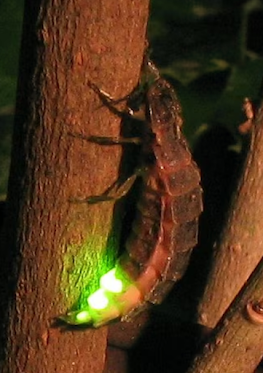 Luciérnagas: científicos de la UNAM ubican a México como el segundo país con más especies en el mundo Luciérnagas: científicos de la UNAM ubican a México como el segundo país con más especies en el mundo