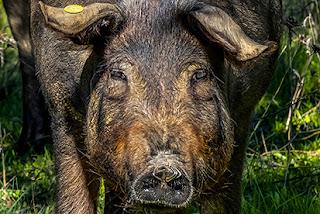EL CERDO IBÉRICO SE VA QL MERCADO CHINO EL CERDO IBÉRICO SE VA QL MERCADO CHINO