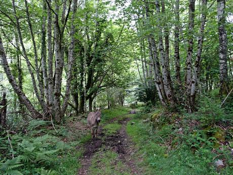 Trabáu-Las Ḷḷagunas de Trabáu-Tesu Mular-El Vaḷḷe Ḷḷeirosu