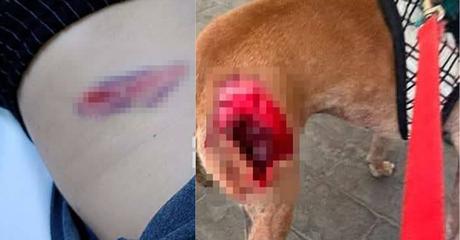 Ataque canino en Lomas 4ta Sección deja heridos a mujer y su perro