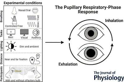Descubren que la visión esta relacionada con la respiración Descubren que la visión esta relacionada con la respiración